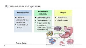 Уровни организации живой материи