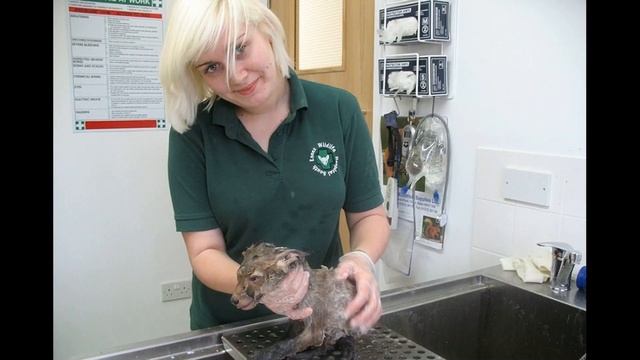 Даже ветеринары не смогли понять, кто это, пока не отмыли смотреть онлайн