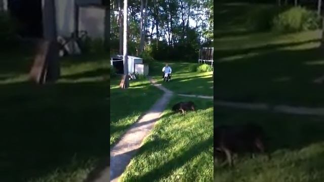 Dirt bike maniac смотреть онлайн