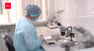 В Красноярском филиале ФГБУ «Центр оценки качества зерна» исследовали на заболевания медоносных пчел