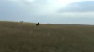 Wolf hunting with dogs,охота с борзыми