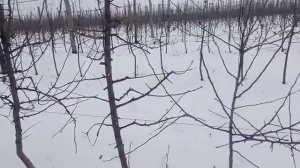 Обрезка яблони. Детальный обзор