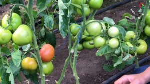 Розалба F1 - Лучший томат на первый оборот !