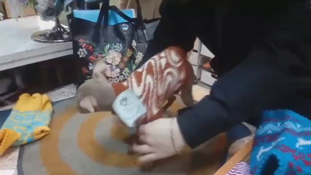 Той-терьер - вязанная попона смотреть онлайн