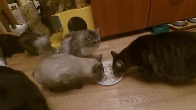 Рыбный день у котеек! Fish day to cats in a shelter смотреть онлайн