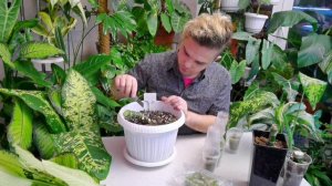 ПЕРЕУКОРЕНЯЕМ Диффенбахию Правильно/КУЧУ ДЕТОК