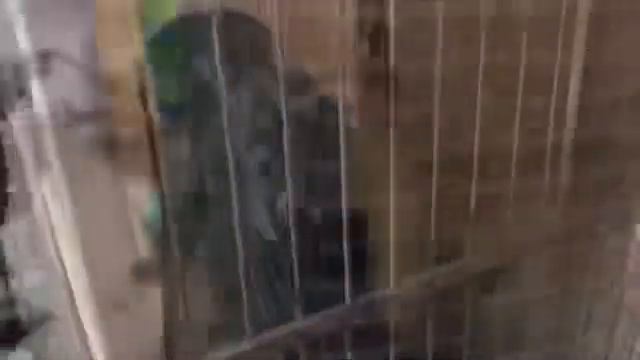 Ейск. В гости к родителям, нас пропустили. смотреть онлайн