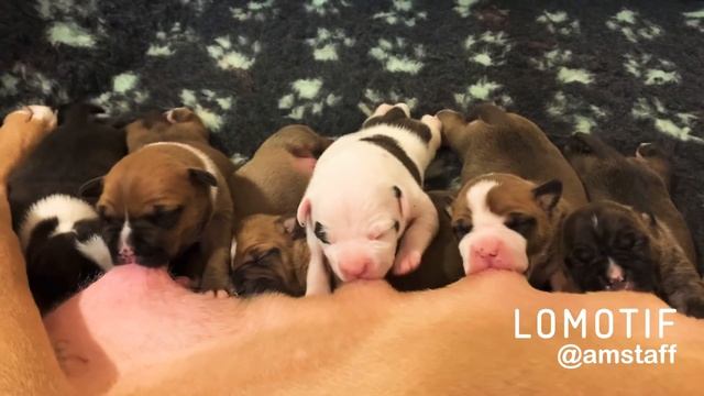 Щенки амстаффа 10 дней смотреть онлайн