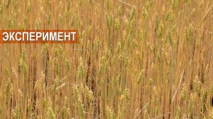 Выращивание пшеницы, экспериментальное поле. КФХ Щусь