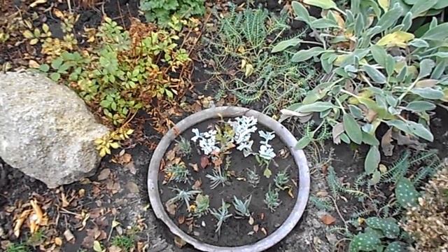 ОБЗОР ДАЧИ 3 НОЯБРЯ. Вечнозеленые растения. смотреть онлайн