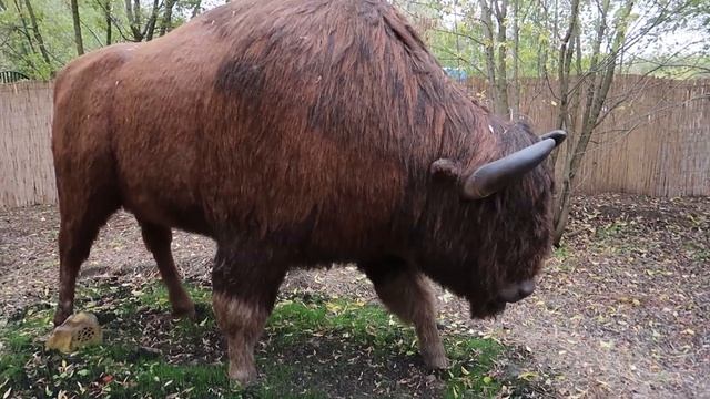 КИНКОНГ из ЛЕДНИКОВОГО ПЕРИОДА в реальной ЖИЗНИ | ICE PARK Парк Сказка Видео для детей смотреть онлайн