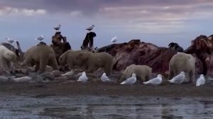 Белый Медведь Встретил Огромного Моржа! Вот Что Было Дальше...