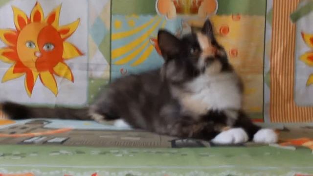 Чудесные сибирские кошечки черепахового окраса с белым смотреть онлайн