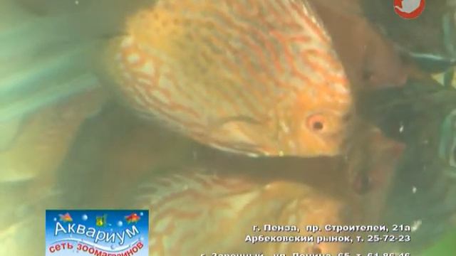 AkvariumPer1 Рыбы смотреть онлайн