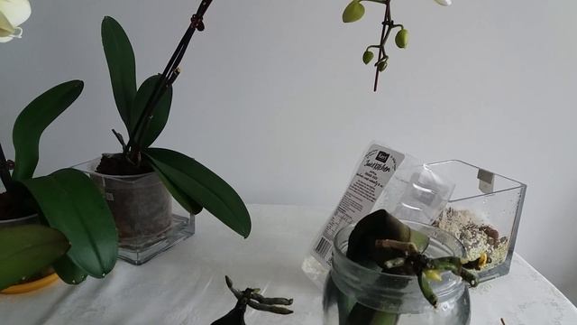 КАК НАРАСТИТЬ КОРНИ И ЛИСТЬЯ ОРХИДЕЯМ. РЕАНИМАЦИЯ ОРХИДЕИ с помощью ЯНТАРНОЙ КИСЛОТЫ и HB-101 смотреть онлайн