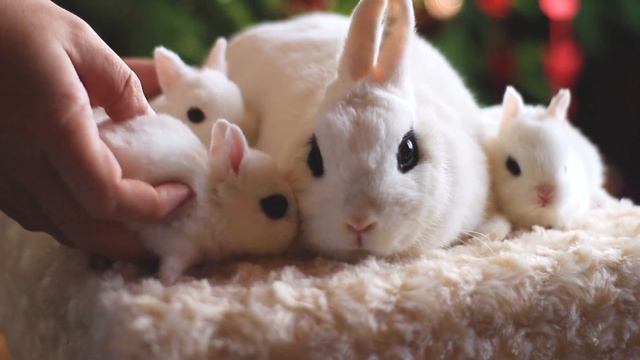 Петра с малышами, цветной карликовый кролик хотот, самочка смотреть онлайн