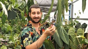 Collecting Anthurium Seeds