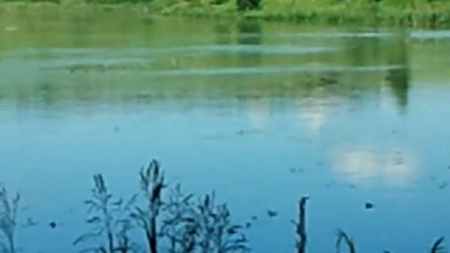 Река Зуша с.Строгань.Мужиково video 2016 06 23 смотреть онлайн