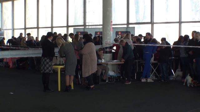 Кубок лидера 2017 Джек Рассел Терьер Суки Юниоры смотреть онлайн