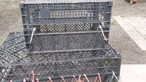 Самодельная клетка для перепелов из ящика/ помыла  брудер для новых жителей/ Карен в шоке