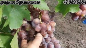 ГФ.Винограда ОГНИ ДНЕПРА (Калугин В.М.).