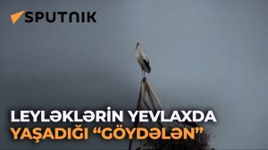 Leyləklərin Yevlaxda yaşadığı “göydələn”