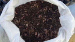 Голубика. Торф или субстрат?