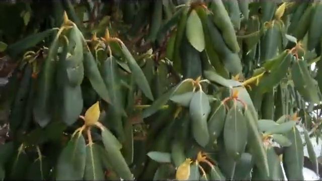 Telling Temperature with Rhododendron leaves смотреть онлайн