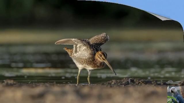 Голоса птиц: бекас смотреть онлайн