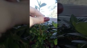 Размножаю Азалию )