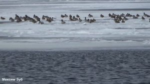 ТАМ ГДЕ НИКОГДА НЕ БЫВАЕТ ЛЬДА.Подводная охота на реке Днепр.