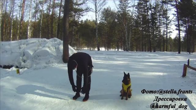 бег с собакой, разминка смотреть онлайн