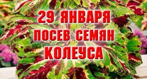 29 января. Посев колеуса