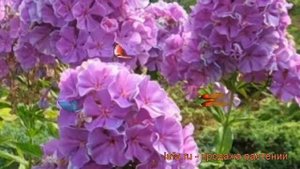 Флокс метельчатый Скай Скрепер (phlox paniculata) ? обзор: как сажать, рассада флокса Скай Скрепер