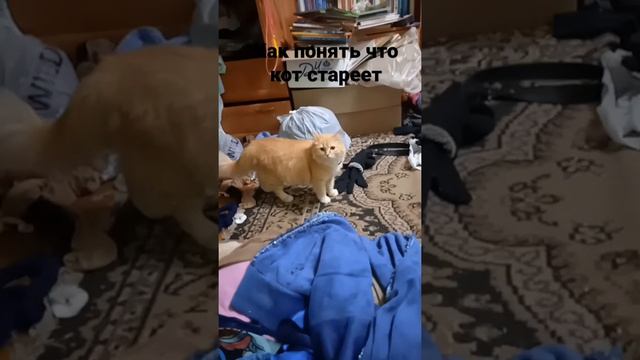 Как понять что кот страеет