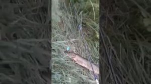 Ловля щуки на хорватское яйцо