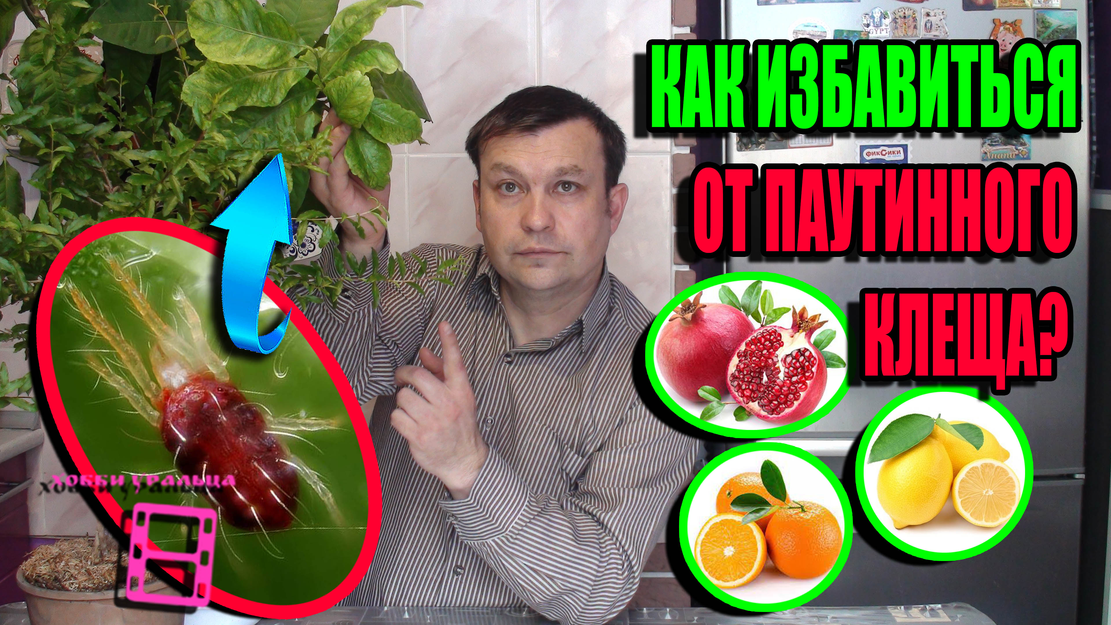 КАК БОРОТЬСЯ С ПАУТИННЫМ КЛЕЩОМ НА ЦИТРУСОВЫХ И КОМНАТНЫХ РАСТЕНИЯХ? ЭКЗОТИКА НА ПОДОКОННИКЕ 22-9