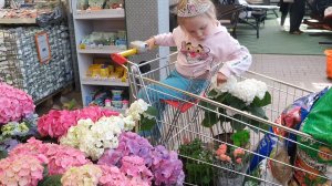 ПОКУПАЕМ ЦВЕТЫ НА ДАЧУ