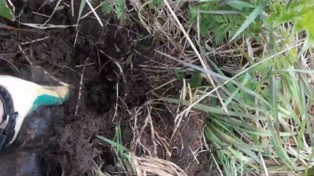 Копать вдвоем всегда веселее. Металлоискатель!!