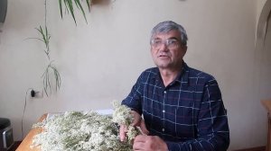 Лабазник ( Таволга ) вязолистый. Эффективное использование сырья при лечении болезней.