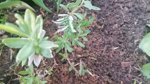 Лаванда.  Выращиваю в Подмосковье