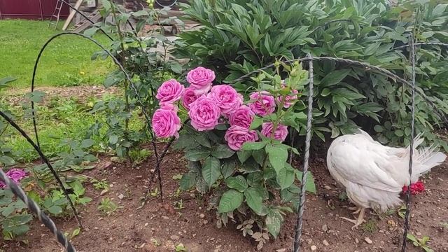 Роза Кармен Вюрт (Carmen Wurth), Кордес, флорибунда смотреть онлайн