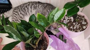 ЗАМИОКУЛЬКАС УХОД И ПЕРЕСАДКА после покупки, 2 удобрения для активного роста и развития