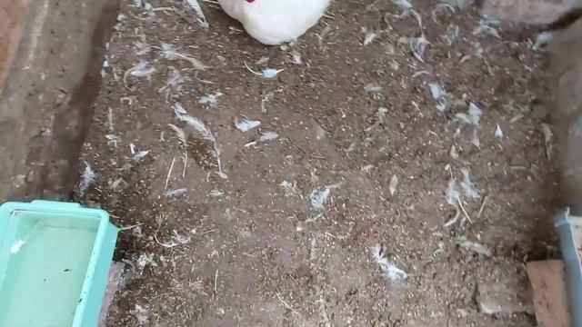 Бройлеры сели на ноги. Сразу семь петухов перестали ходить. Лечить бройлеров или забить
