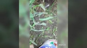 Как ловить ночью выползка ( дождевой червь)