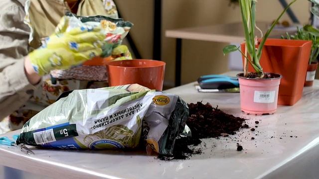 Грунт для декоративно лиственных и пальм. Грунт Фаско. Грунт для комнатных цветов. Грунт для рассад