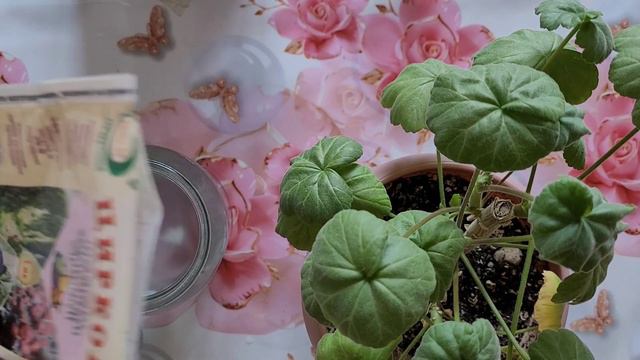 Асперин мен циркон ауырып тұрған гүлдерді де емдейді #үйгүлдері #гүл #циркон смотреть онлайн