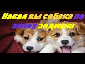 Какая вы собака по знаку зодиака