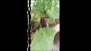 Фиолетовое чудо. Первый урожай