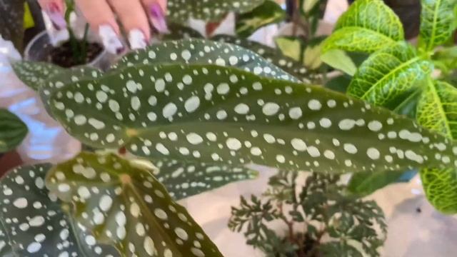 ВЫСТАВКА ЦВЕТОВ/Тростниковая бегония или бегония - Кейн, бегония меланобулата смотреть онлайн